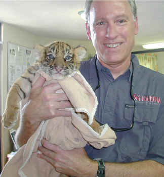 One month old tiger in the marina office in Puerto Vallarta