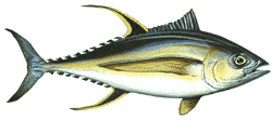 Yellowfin tuna